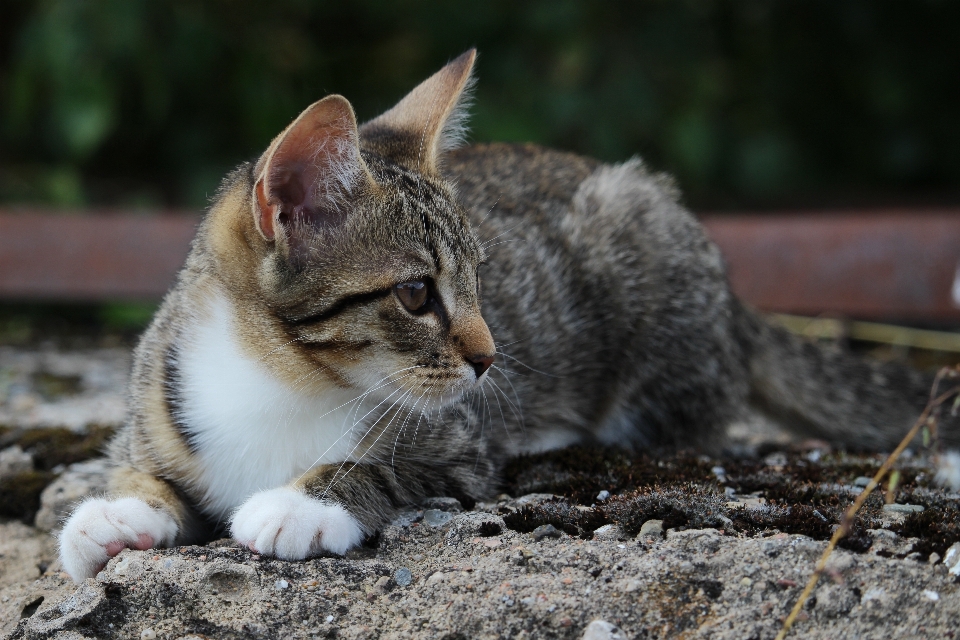 Anak kucing mamalia fauna