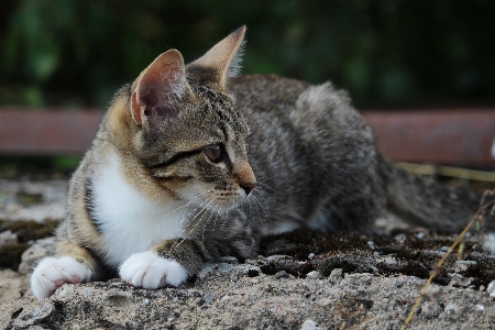 Foto Anak kucing mamalia fauna