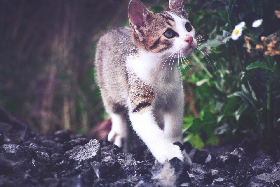 Anak kucing mamalia fauna