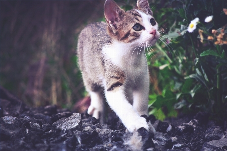 Foto Anak kucing mamalia fauna