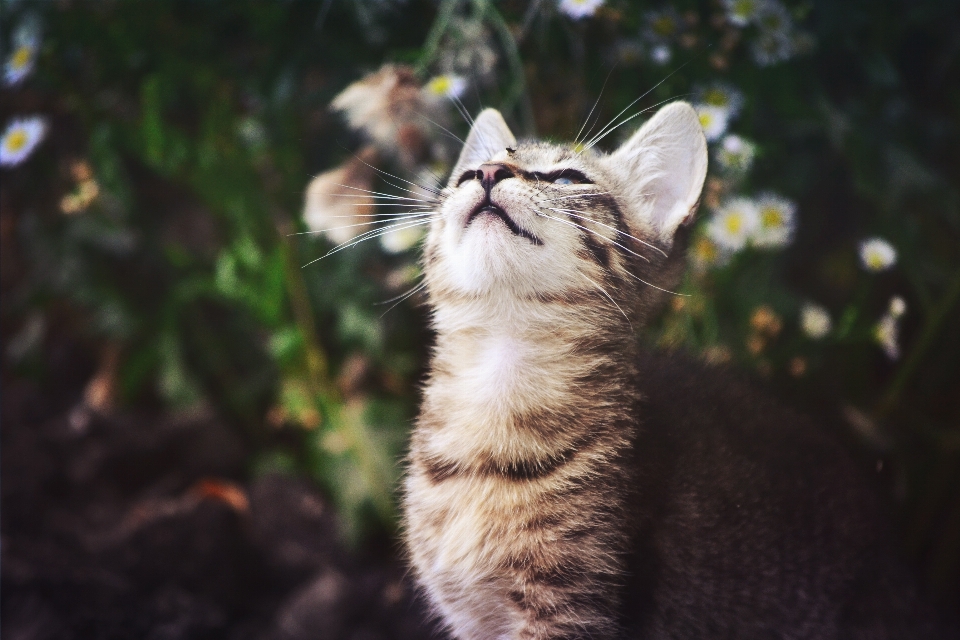 Tierwelt kätzchen katze säugetier