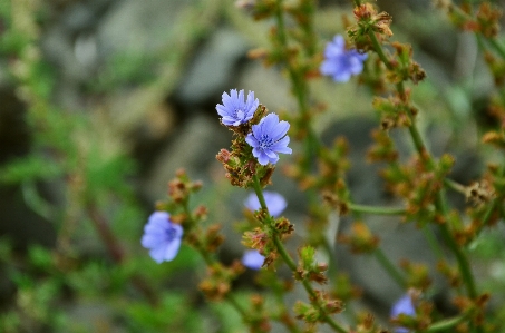 自然 花 植物 草原
 写真