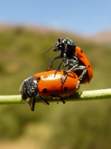 Nature photography wildlife insect Photo