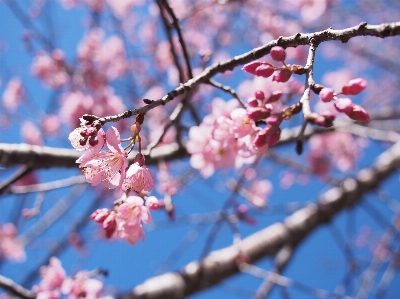 Tree branch blossom plant Photo