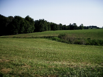 Landscape tree nature forest Photo