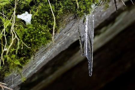 Photo Arbre eau nature bifurquer