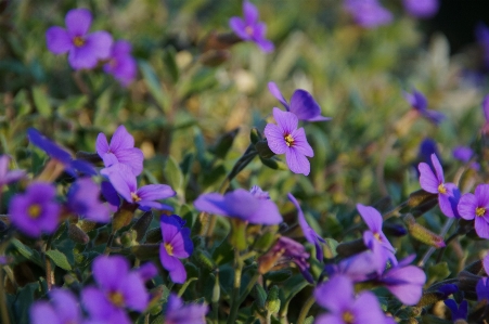 自然 花 植物 紫 写真