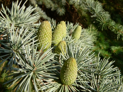 Tree nature forest branch Photo