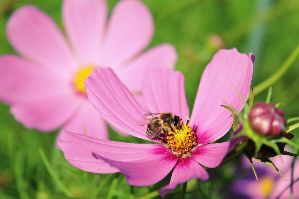 Nature blossom plant photography