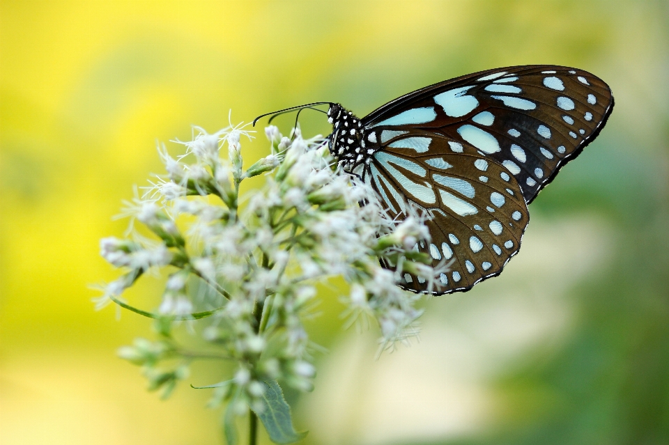 Naturaleza ala fotografía flor