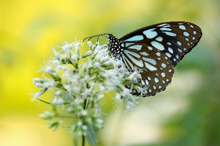 Doğa kanat fotoğrafçılık çiçek Fotoğraf