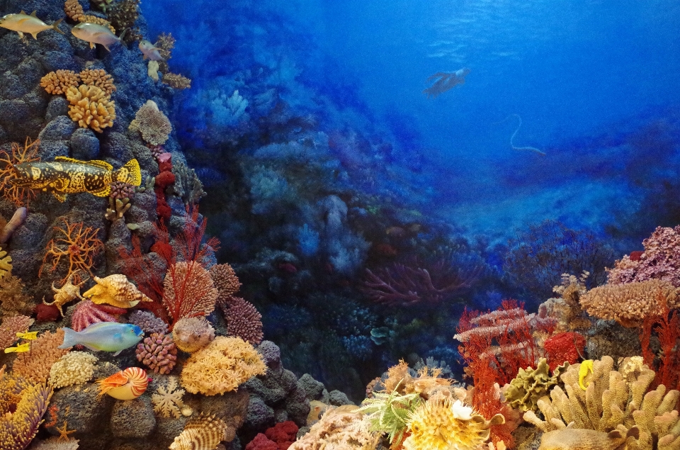 Underwater biology harbour fish