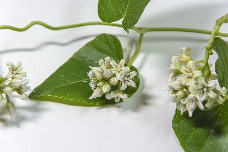 Photo Bifurquer fleurir usine vine