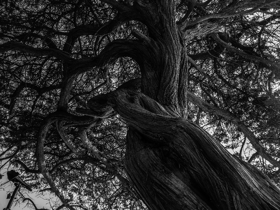 Beach landscape tree nature