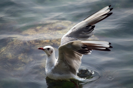 Sea bird wing seabird Photo