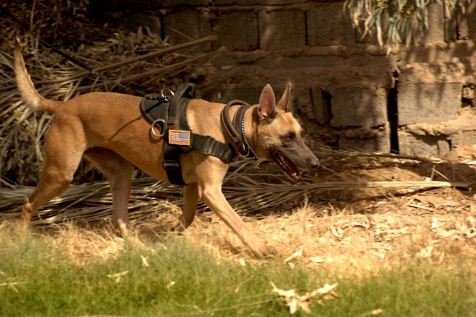 Fonctionnement chien animal canin
