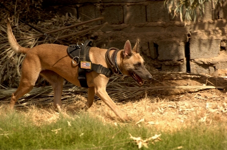 Working dog animal canine Photo