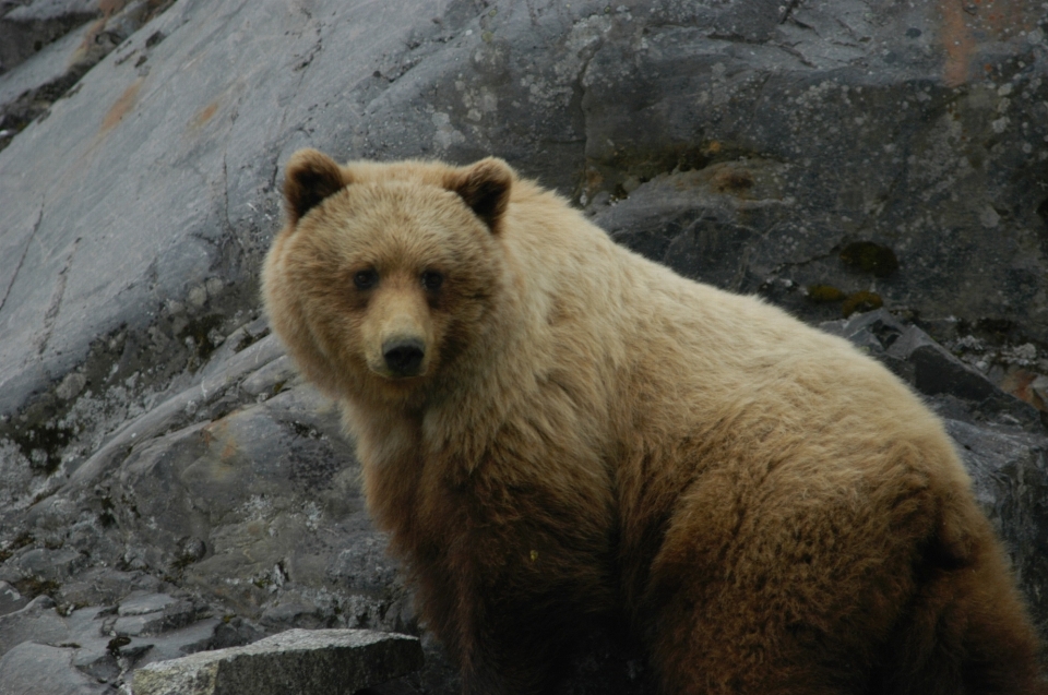 Natureza urso animais selvagens selvagem