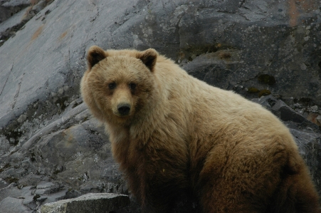 Nature bear wildlife wild Photo