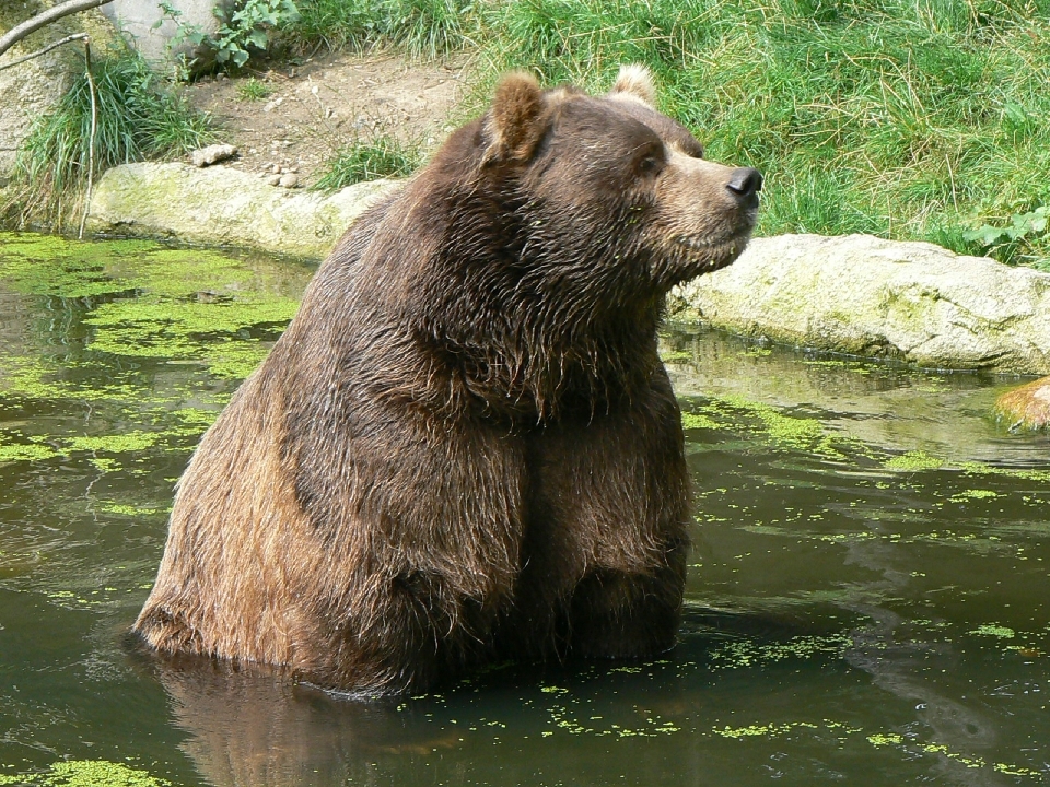 Water nature wilderness bear