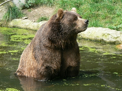 Water nature wilderness bear Photo