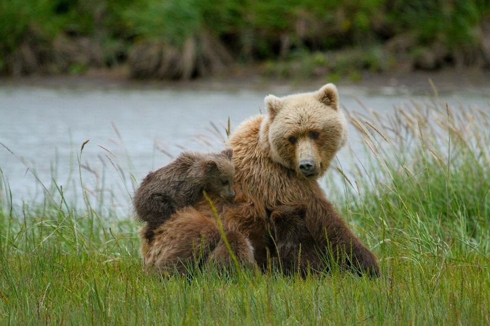 Natura pustynia
 niedźwiedź dzikiej przyrody