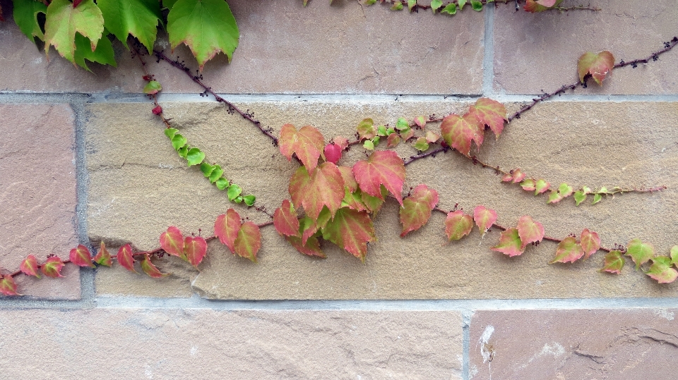 Plant leaf flower wall