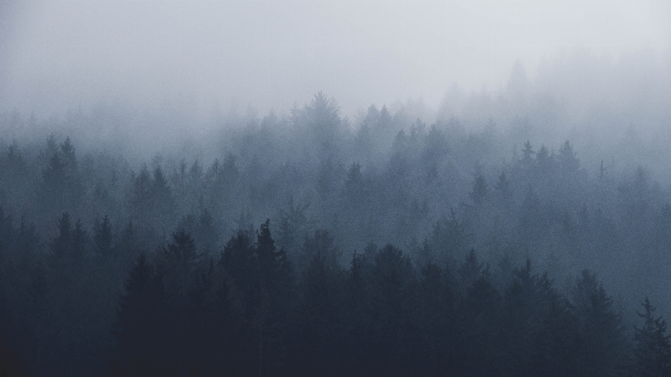 Baum natur wald berg