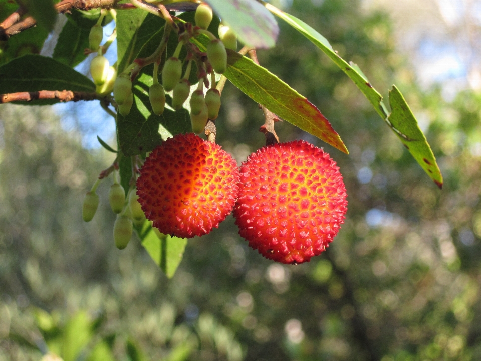 Baum zweig anlage frucht