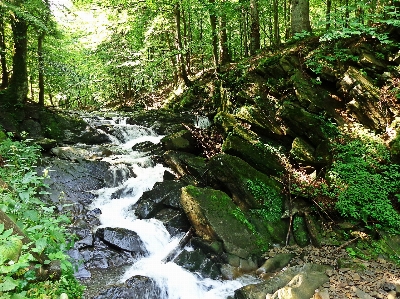 Landscape tree water nature Photo