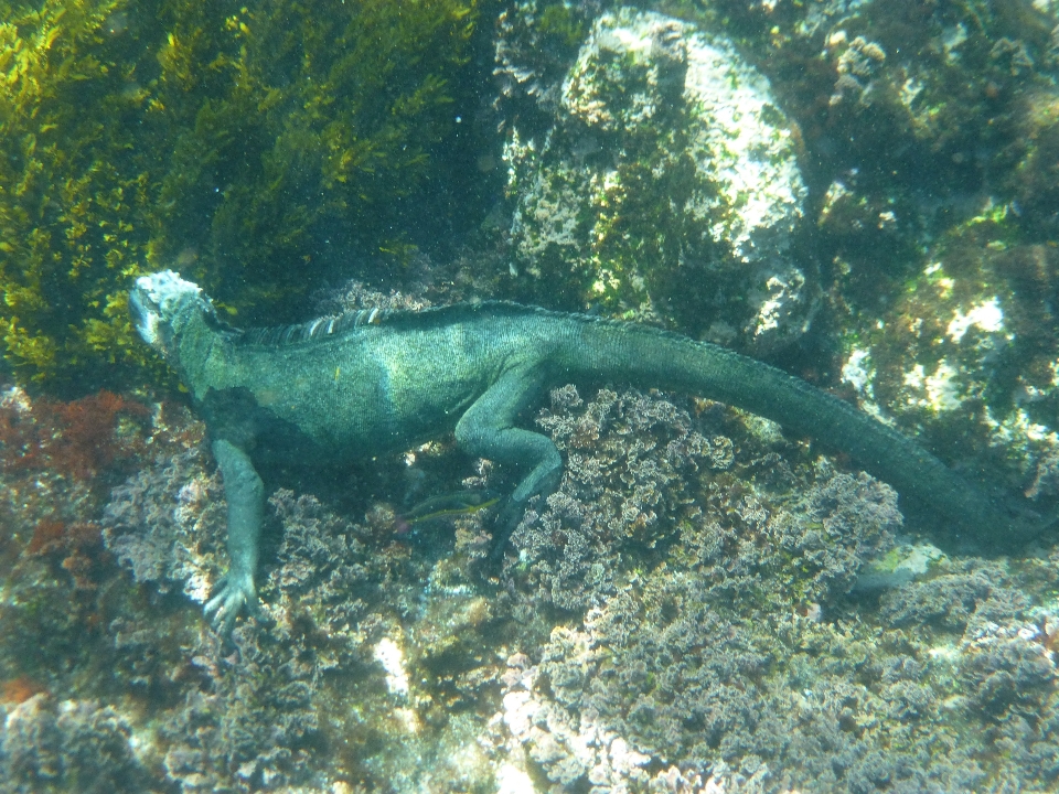 Animal buceo fauna silvestre submarino