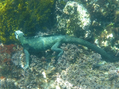 Animal diving wildlife underwater Photo