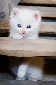 Foto Bianco dolce gattino gatto