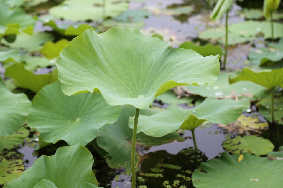 árvore plantar folha flor