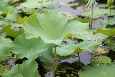 Tree plant leaf flower Photo