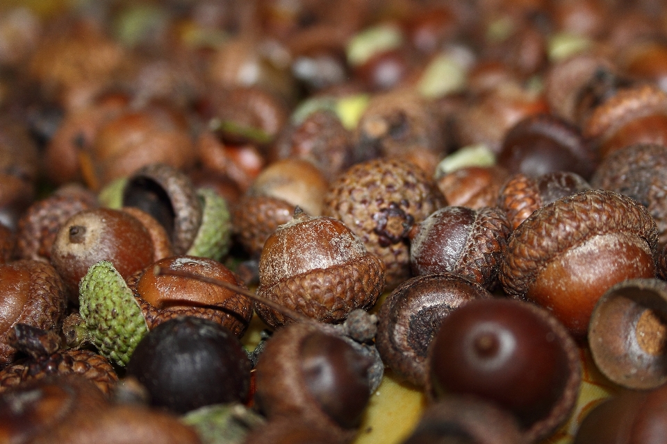 Essen produzieren herbst braun