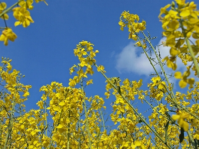 Tree nature branch blossom Photo