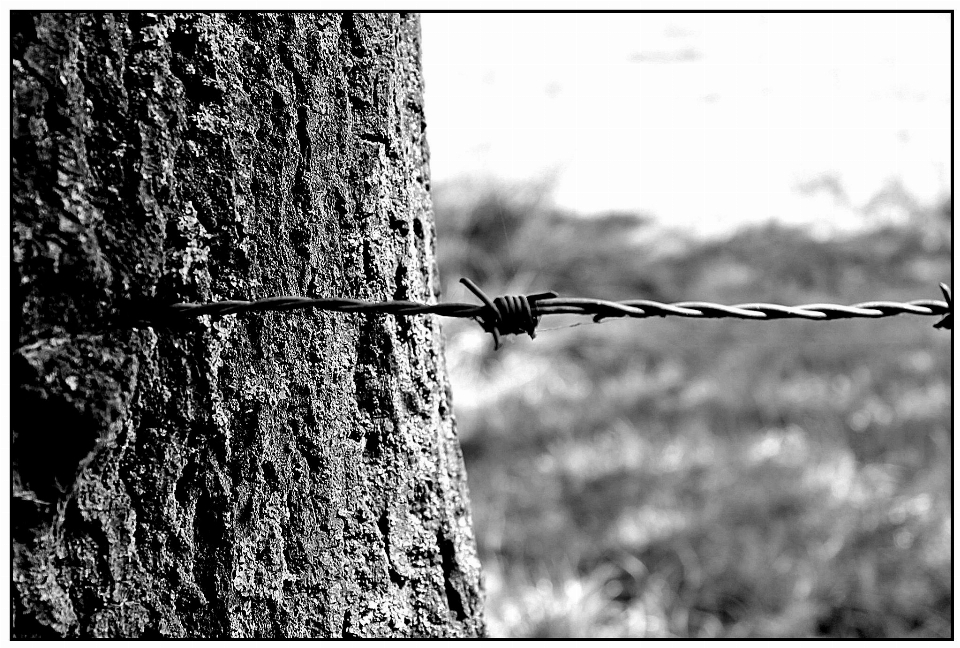 Tree nature branch fence