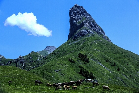 風景 自然 草 荒野
 写真