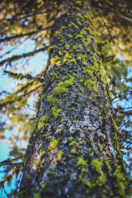 árvore natureza floresta filial