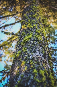 Tree nature forest branch Photo