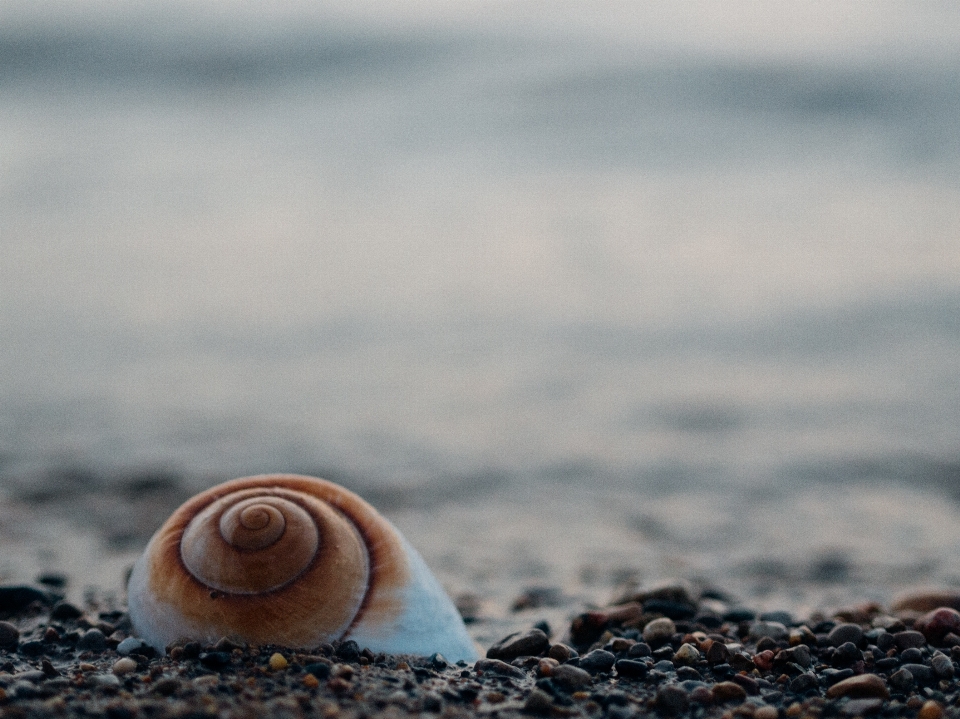 Spiaggia mare costa natura