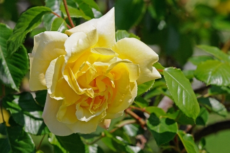 Nature blossom plant flower Photo