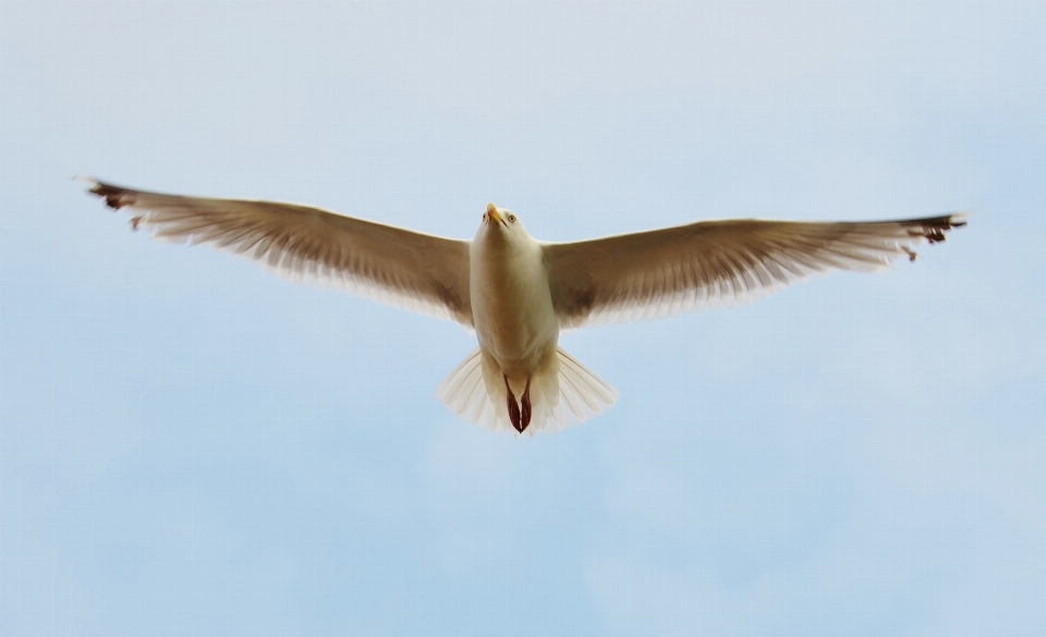 鳥 羽 空 海鳥
