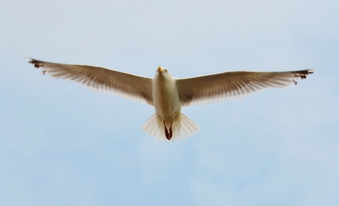 Bird wing sky seabird Photo