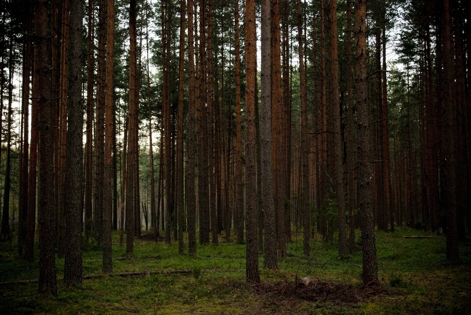 Landscape tree nature forest