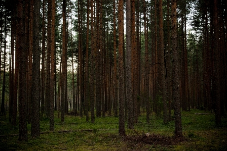 Landscape tree nature forest Photo