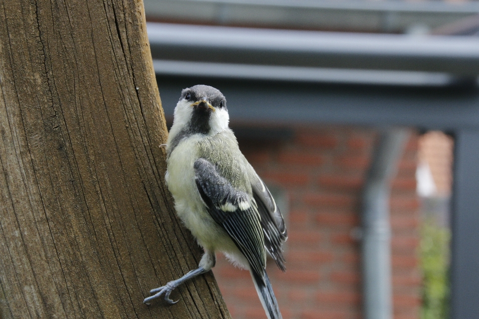 Branch bird wing animal