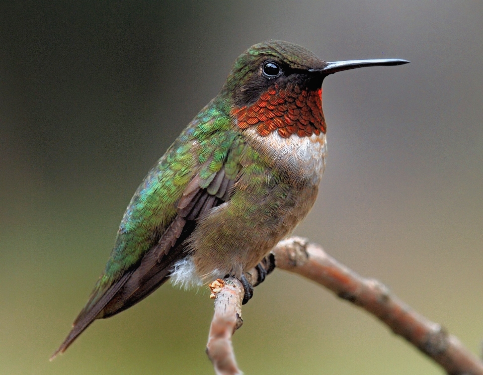 Natur zweig vogel flügel