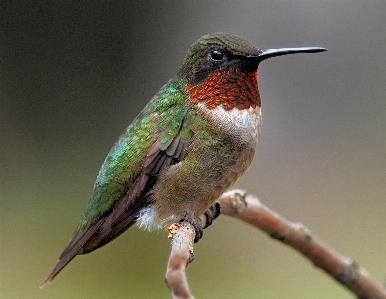 Foto Natureza filial pássaro asa